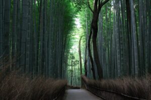 Bamboo Forest (Arashiyama)